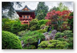 License: Japanese Tea Garden - Golden Gate Park