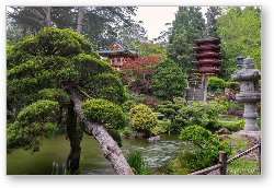 License: Japanese Tea Garden - Golden Gate Park