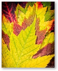 License: Autumn Maple Leaves