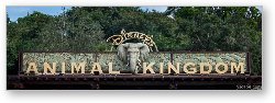 License: Disney's Animal Kingdom