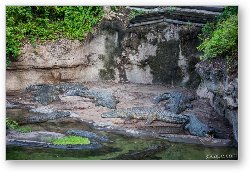 License: Salt Water Crocodiles