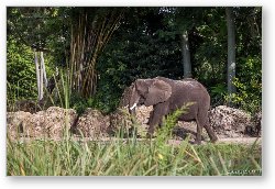 License: African Elephant