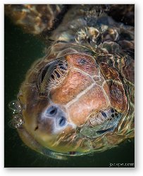 License: Sea Turtle