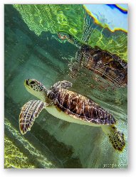 License: Baby Sea Turtle