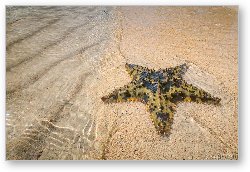 License: Starfish on the beach at Starfish Point