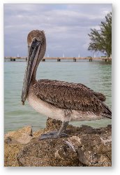 License: Resident pelican at Rum Point
