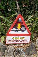 Check for sleeping iguanas under your wheels