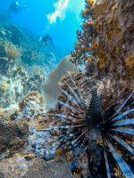 Invasive Lionfish in Caribbean waters