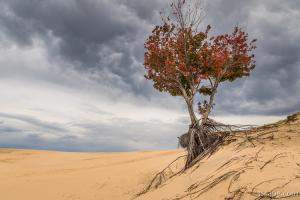 Lonely Tree at Silver Lake Sand Dunes