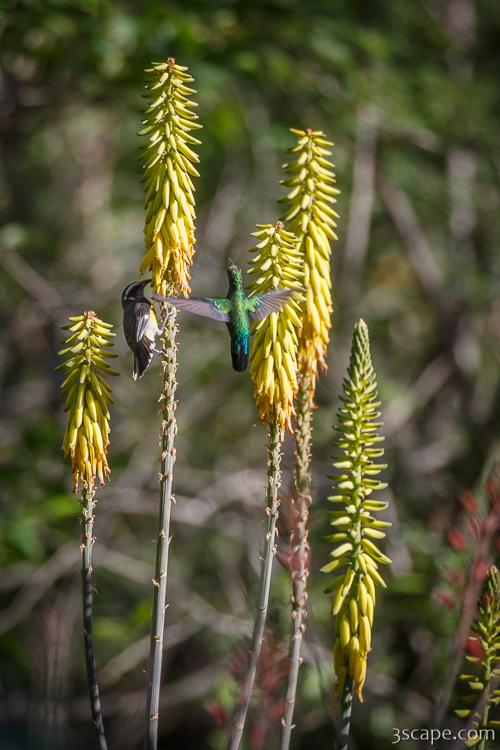 Birds feeding on Aloe Vera blossoms