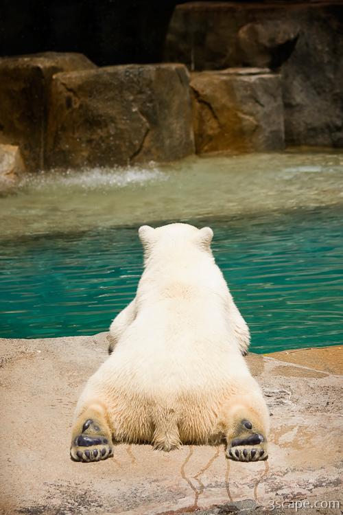 Polar bear laying by water