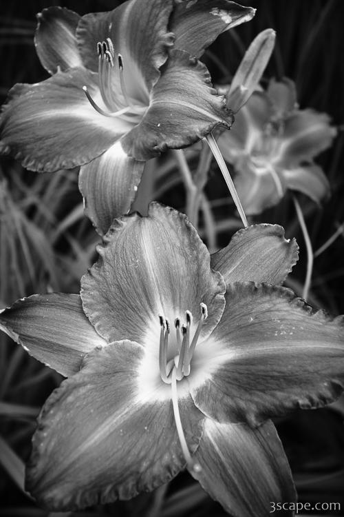 Day Lilies in Black and White