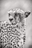 Cheetah Black and White
