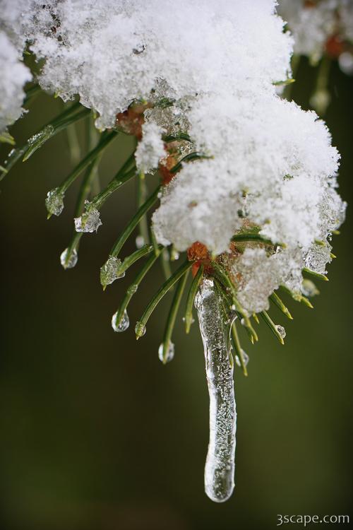 Snow Still The Last Snow Fine Art Print by Adam Romanowicz