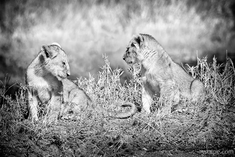 Little Lion Cub Brothers