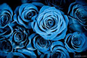 Moody Blue Rose Bouquet