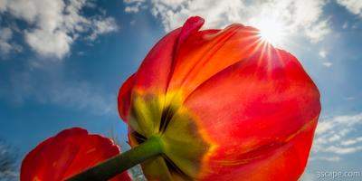 Sunbeams and Tulips