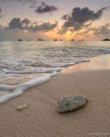 Grand Cayman Beach Coral at Sunset