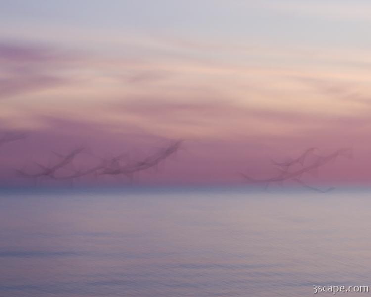 Pastel abstract - flying seagulls at dusk