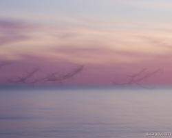 Pastel abstract - flying seagulls at dusk
