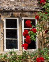 Window and Climbing Roses