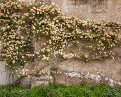 Climbing Roses on Lacock Abbey