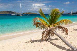 Honeymoon Beach Palm Tree