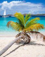 Honeymoon Beach Palm Tree Vertical
