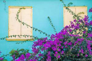 Windows and Flowers
