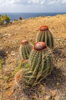 Cacti on Ram Head