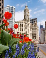 Spring Flowers Along Michigan Ave Chicago