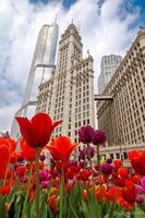 Spring Tulips at Wrigley Building