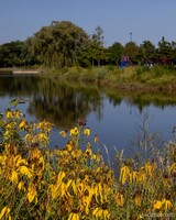 Fabbrini Park Pond