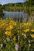 Black-eyed Susan Flowers at Bode Lake