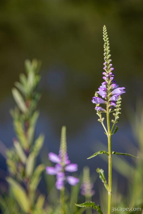 Flowers at Bode Lake