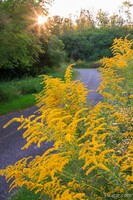 Goldenrod on Poplar Creek Bike Trail