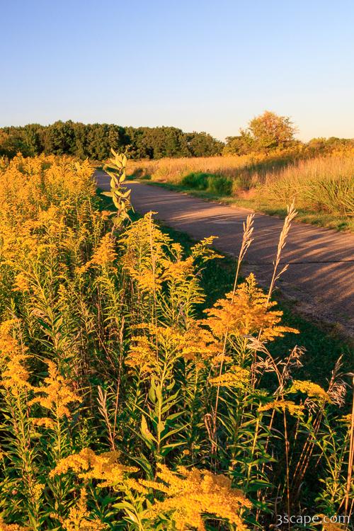 Goldenrod at Shoe Factory Prairie