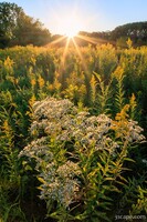 Fall Wildflowers at Sunset