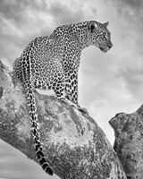 Leopard Black and White