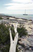 Driftwood pointing towards our sailboat