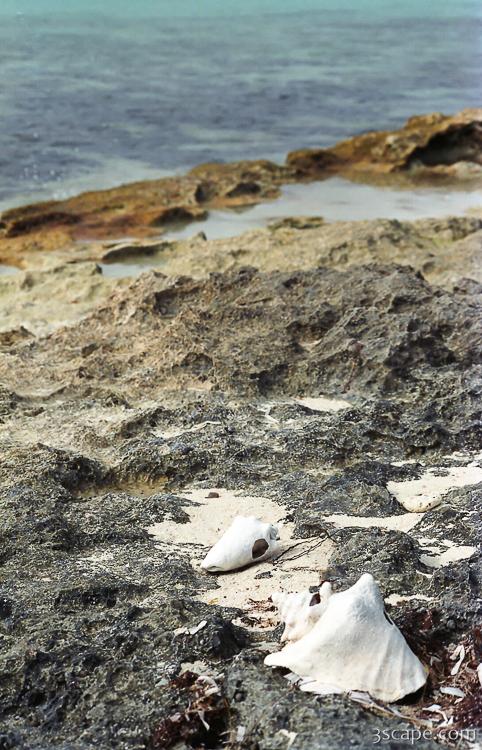 Shell Scape Conch Shells Fine Art Print by Adam Romanowicz