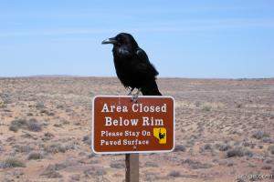 Common Northern Raven - Corvus Corax
