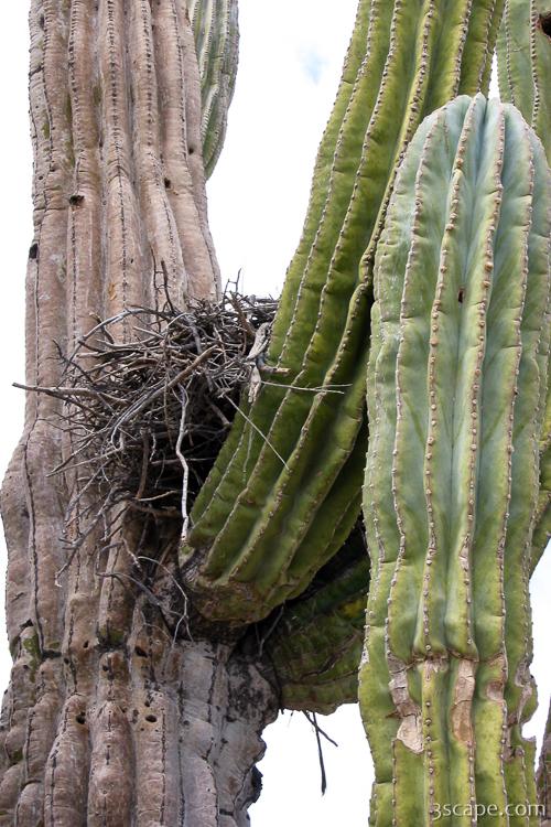 Nest in cactus