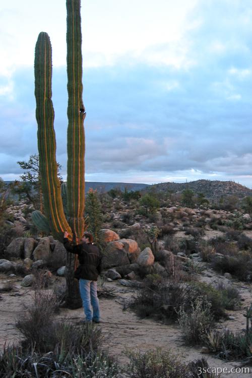 Falke checking out a cactus