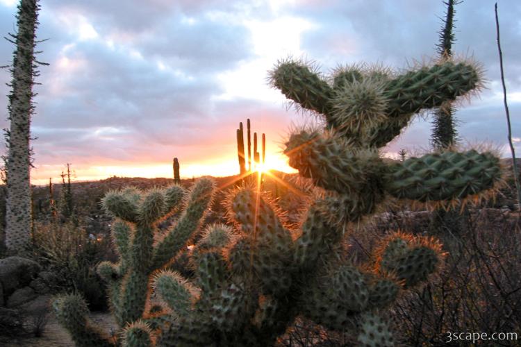 Sunset and cactus
