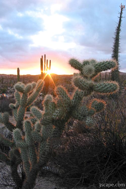 Sunset and cactus (another view)