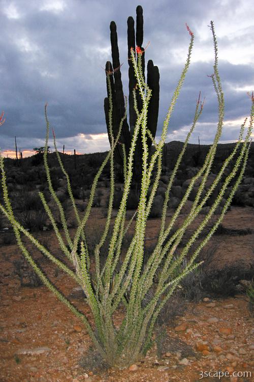 Desert plant life