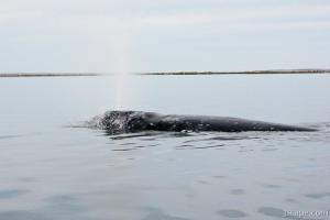 Gray Whale spraying