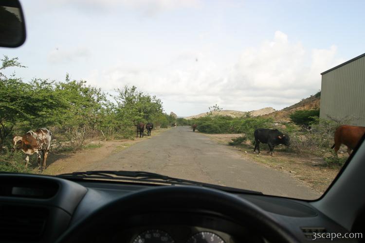 Cows on the road (near Turtle Beach)