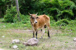 Really hungry cow in Nevis, near Pinney's Beach